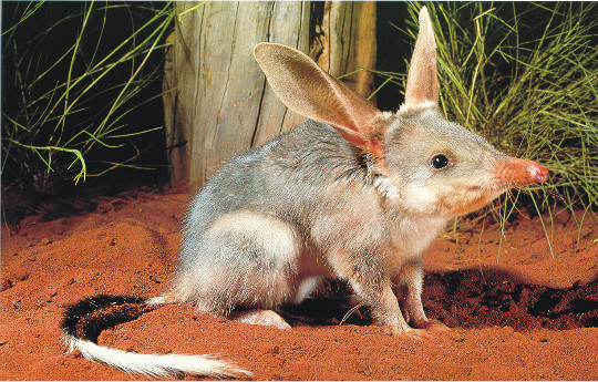 Image result for bilby photos australia