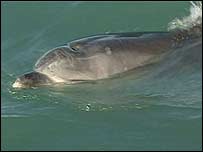 swimming dolphin with one of those dolphin smiles