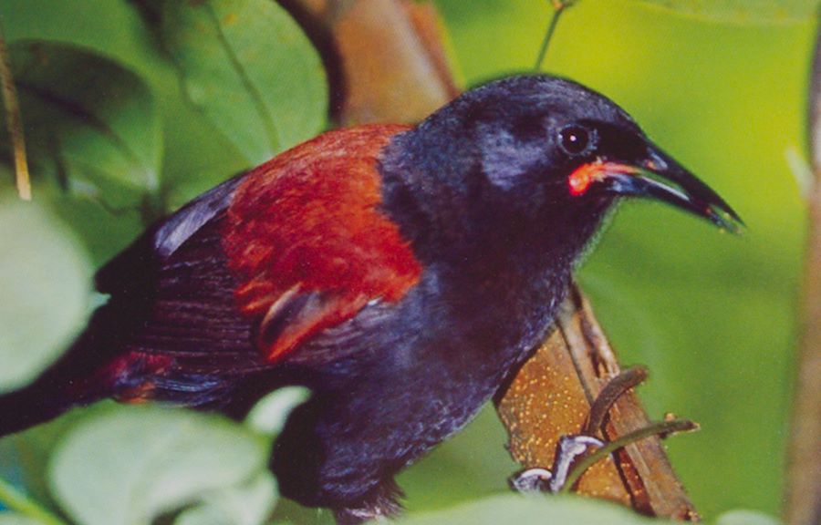 North Island saddleback, which has small wattles at the corners of its beak that give it a disapproving expression