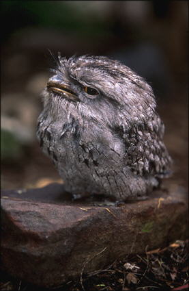 tawny frogmouth chick.  Photographer: Morgana