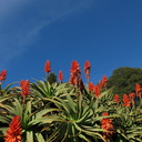 Aloe-arborescens-red-flowered-UCBerkeley-Bot-Gard-2013-03-01-IMG 0113