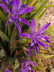 Babiana-sp-purple-flowered-Iridaceae-UCBerkeley-Bot-Gard-2013-03-01-IMG 0103
