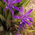 Babiana-sp-purple-flowered-Iridaceae-UCBerkeley-Bot-Gard-2013-03-01-IMG_0103.jpg