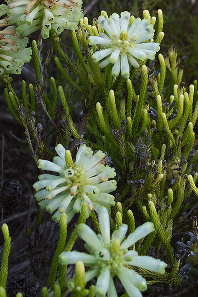Ericaceae-indet-white-tubular-flowers-UCBerk-Bot-Gard-2012-12-13-IMG_2968.jpg