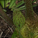 Gunnera-chilensis-leaf-bud-UCBerk-Bot-Gard-2012-12-13-IMG 3042