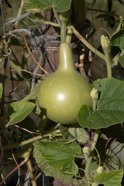 Lagenaria-siceraria-bottle-gourd-UCBerk-Bot-Gard-2012-12-13-IMG 6909