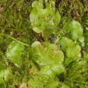 Lunaria-cruciata-thallose-liverwort-UCBerk-Bot-Gard-2012-12-13-IMG 6937