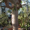 Pachypodium-lamerei-fan-form-Madagascar-UCBerk-Bot-Gard-2012-12-13-IMG 2954