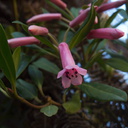 Rhododendron-celebicum-sect-Vireya-UCBerk-Bot-Gard-2012-12-13-IMG 3052