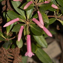 Rhododendron-celebicum-sect-Vireya-UCBerk-Bot-Gard-2012-12-13-IMG 6947
