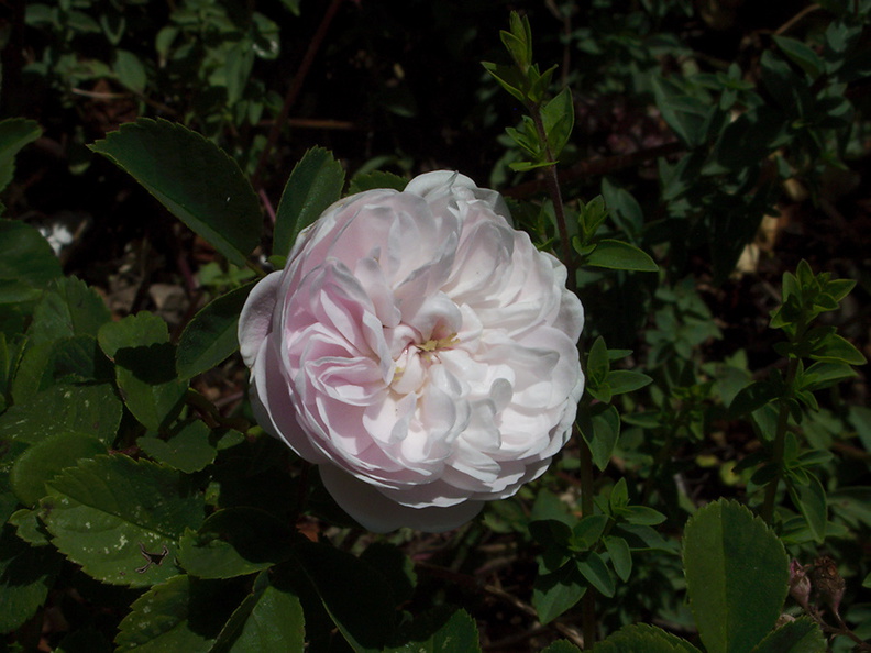 Rosa-alba-cv-Berkeley-2010-05-22-IMG_5387.jpg