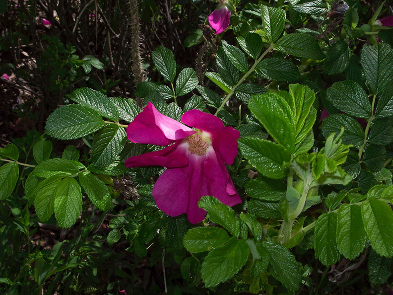 Rosa-rugosa-chinese-medicinal-garden-Berkeley-2010-05-22-IMG_5457.jpg