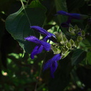 Salvia-mexicana-royal-blue-UCBerk-Bot-Gard-2012-12-13-IMG 3031