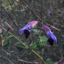 Salvia-semiatrata-bicolor-sage-blue-light-blue-Mexico-UCBerk-Bot-Gard-2012-12-13-IMG 3016