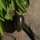 Solanum-muricatum-pepino-dulce-UCBerk-Bot-Gard-2012-12-13-IMG 6911