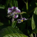 Solanum-muricatum-pepino-dulce-UCBerk-Bot-Gard-2012-12-13-IMG 6912
