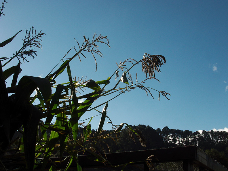 Zea-diploperennis-perennial-corn-flowering-UCBerk-Bot-Gard-2012-12-13-IMG_3008.jpg