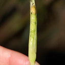 Zea-mays-ssp-mexicana-teosinte-corn-ear-UCBerk-Bot-Gard-2012-12-13-IMG 6924