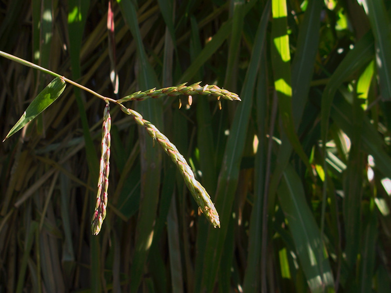Zea-mays-ssp-mexicana-teosinte-corn-flowering-UCBerk-Bot-Gard-2012-12-13-IMG_3003.jpg