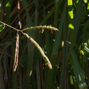 Zea-mays-ssp-mexicana-teosinte-corn-flowering-UCBerk-Bot-Gard-2012-12-13-IMG 3003