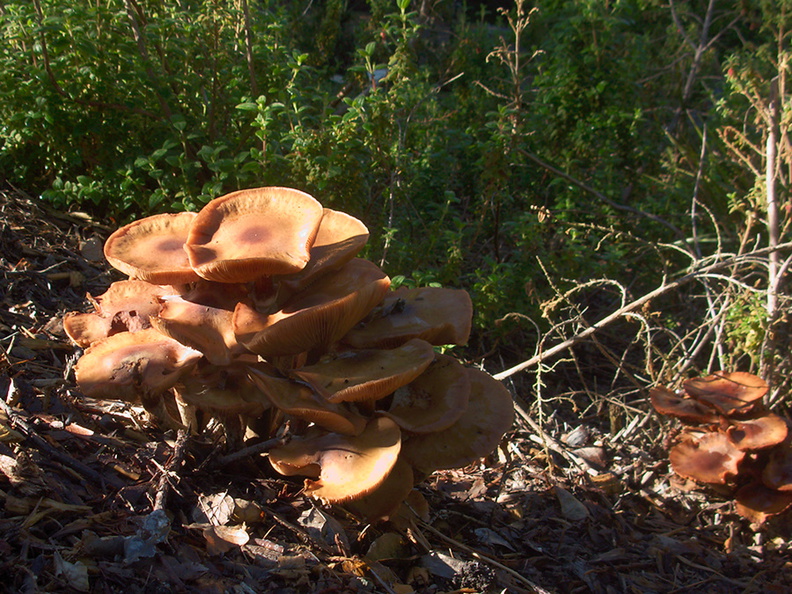 mushroom-ochre-gill-UCBerk-Bot-Gard-2012-12-13-IMG_2984.jpg