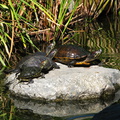 turtles-japanese-garden-beckman-2008-11-07-IMG_1553.jpg