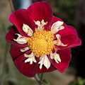 striking-red-wild-type-inner-ring-tiny-white-petals-Dahlia-House-Casitas-2011-09-04-IMG_3342.jpg