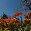 Echeveria-potosina-large-with-orange-inflorescences-Huntington-Gardens-2017-04-01-IMG 8140