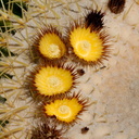 Echinocactus-grusonii-golden-barrel-cactus-Mexico-Huntington-Gardens-2017-04-01-IMG 4621