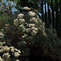 Eriogonum-giganteum-St-Catherines-lace-Huntington-Bot-Gard-2010-08-04-IMG_6360.jpg