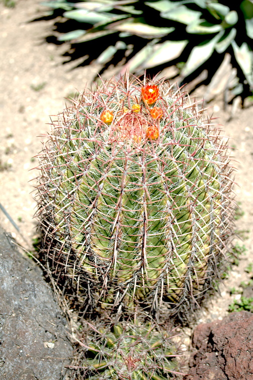 Ferocactus-pilosus-red-flowering-barrel-cactus-Huntington-Gardens-2017-04-01-IMG 4593