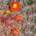Ferocactus-pilosus-red-flowering-barrel-cactus-Huntington-Gardens-2017-04-01-IMG 4596