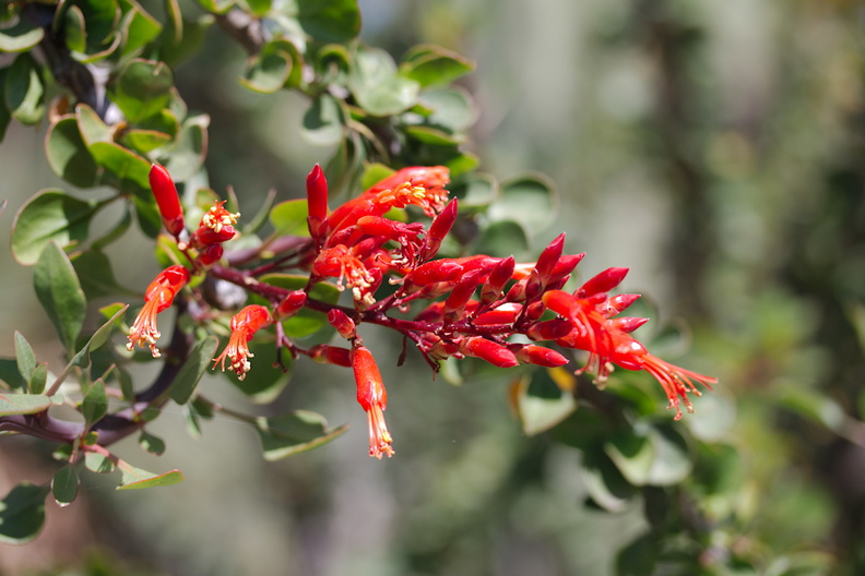 Fouquieria-diguetii-red-flowers-Mexico-Huntington-Gardens-2017-04-01-IMG_4605.jpg