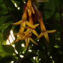 Fuchsia-sp-indet-long-orange-flowers-Huntington-Gardens-2017-04-01-IMG 8085