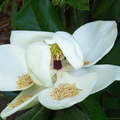 Magnolia-grandflora-flower-Huntington-Bot-Gard-2010-08-04-IMG_6371.jpg
