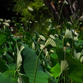 Nelumbo-nucifera-pink-sacred-lotus-fruits-Huntington-Bot-Gard-2010-08-04-IMG_6385.jpg