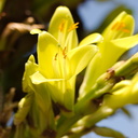 Puya-chilensis-yellow-green-flowers-Huntington-Gardens-2017-04-01-IMG 4591