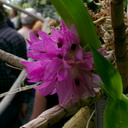 indet-orchid-purple-Huntington-Gardens-2017-04-01-IMG 8074