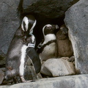 Magellanic-penguins-Monterey-Bay-Aquarium-2015-05-30-IMG 0819