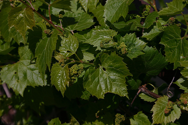 Vitis-vinifera-grape-Olbrich-2008-05-22-img-7220
