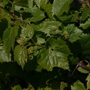 Vitis-vinifera-grape-Olbrich-2008-05-22-img-7220
