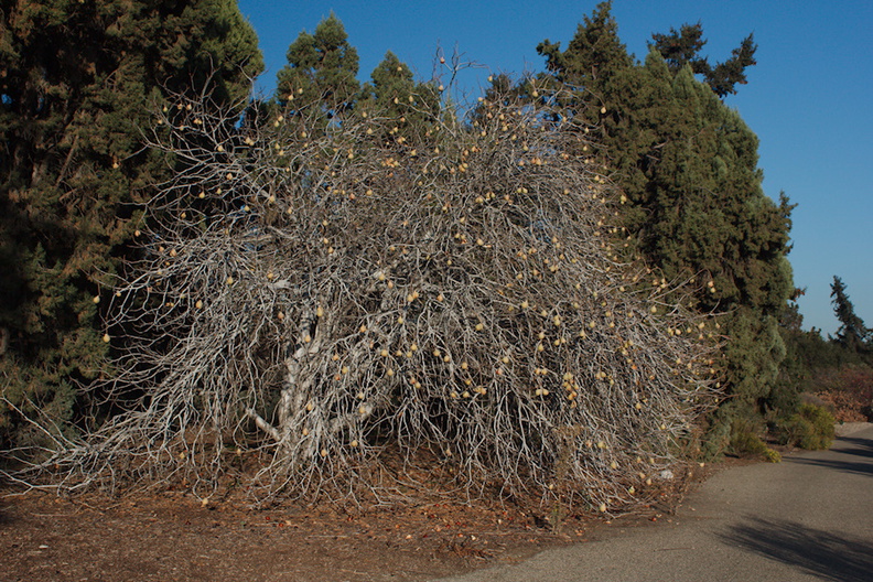 Aesculus-californica-buckeye-Rancho-Santa-Ana-Bot-Gard-2013-11-09-IMG_9871.jpg