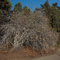 Aesculus-californica-buckeye-Rancho-Santa-Ana-Bot-Gard-2013-11-09-IMG 9871