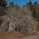 Aesculus-californica-buckeye-Rancho-Santa-Ana-Bot-Gard-2013-11-09-IMG 9871