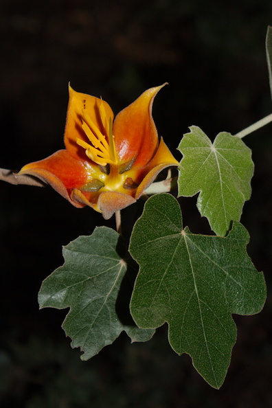 Fremontodendron-californicum-Rancho-Santa-Ana-Bot-Gard-2013-11-09-IMG_9837.jpg