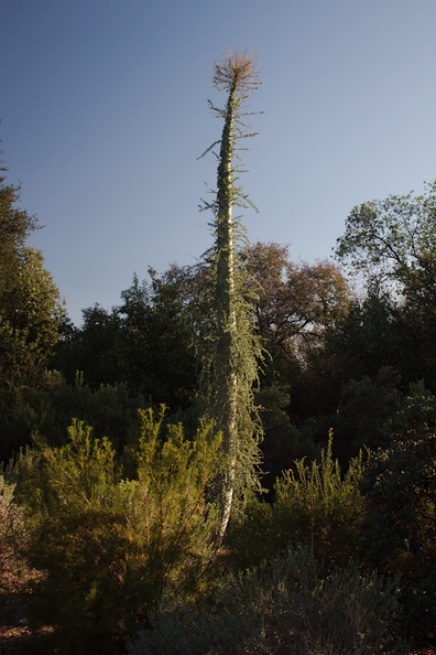 Idria-columnaris-Boojum-tree-Rancho-Santa-Ana-Bot-Gard-2013-11-09-IMG_9857.jpg