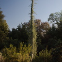 Idria-columnaris-Boojum-tree-Rancho-Santa-Ana-Bot-Gard-2013-11-09-IMG 9857