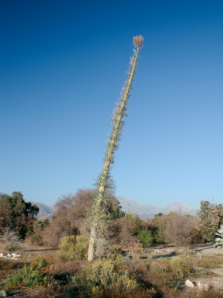 Idria-columnaris-Boojum-tree-Rancho-Santa-Ana-Bot-Gard-2013-11-09-IMG_9883.jpg
