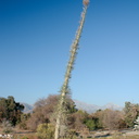 Idria-columnaris-Boojum-tree-Rancho-Santa-Ana-Bot-Gard-2013-11-09-IMG 9883