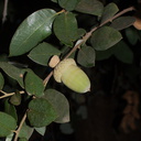 Quercus-chrysolepis-canyon-oak-Rancho-Santa-Ana-Bot-Gard-2013-11-09-IMG 9863